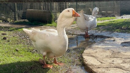 white goose on the beach