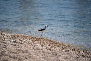 Isolated black-winged stilt bird on beach 