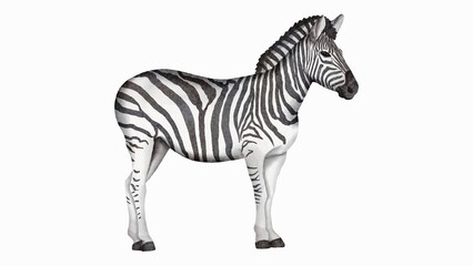 Watercolor Zebra Illustration Artistic Wildlife Animal Art for Posters and Home Decor - 1
