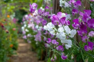Elegant White and Purple Sweet Peas in a Natural Archway