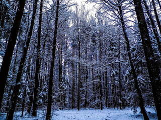 Winter forest landscape.