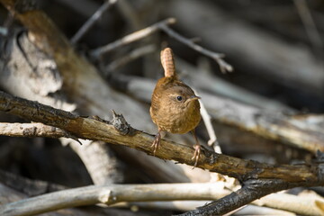 wren in habitat