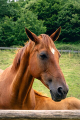 Obraz premium Chestnut Horse in a Green Pasture