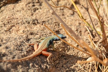 lizard on the stone