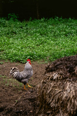 Speckled Rooster in a Farmyard with Green Vegetation