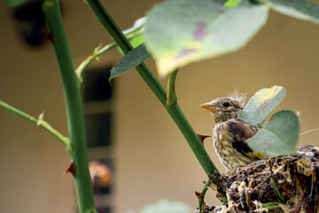 Baby Birds in a Nest Among Green Foliage