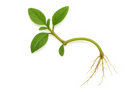 Young green plant seedling showing root system, demonstrating growth and new life on transparent background - Powered by Adobe