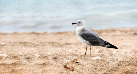Fototapeta premium A seagull stands on sandy beach near the water. The bird has gray and white feathers with a black wingtip. 