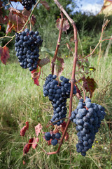 Detalhe de cachos de uvas tintas de alta qualidade e biológicas. Produção de vinho verde tinto.