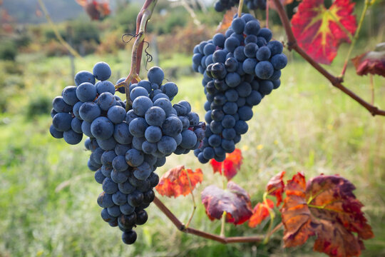 Detalhe de cachos de uvas tintas de alta qualidade e biológicas. Produção de vinho verde tinto.