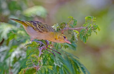 The golden-backed weaver (Ploceus jacksoni) is a weaver bird found in sub-Saharan Africa. The photo shows a female.