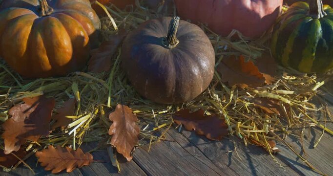 Thanksgiving &ndash; Handheld Close-Up of Decorative Pumpkins on Weathered Wood in Warm Sunset Light