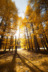 autumn forest in the morning