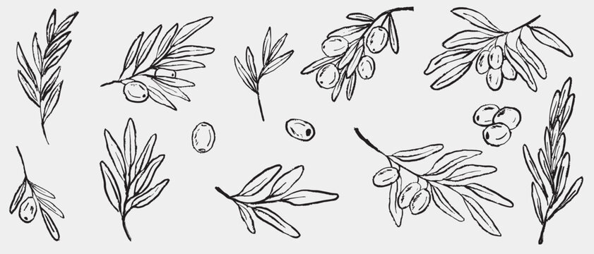 Hand drawn olive branches and individual olives with detailed leaves and shading. Vector sketch illustration in vintage crayon charcoal style. Olive tree branches, oil packaging