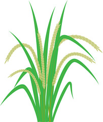 Rice Plant Illustration