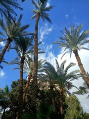 Obraz premium palm trees against blue sky