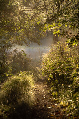 朝日の木漏れ日と朝霧の森の小道