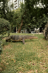 Giant monitor lizard in a famous urban park in Lumpini Park, Bangkok, Thailand