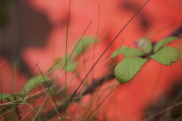 Nature with bokeh background 