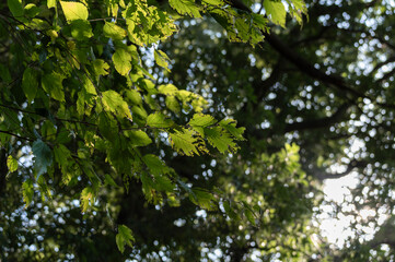 秋の深緑の森の木漏れ日