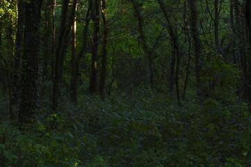 Obraz premium 朝日がまだ届かない夜明けの森