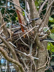 Urban Bird Nest Made with Zip Ties and Natural Materials
