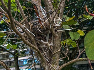 Urban Bird Nest Made with Zip Ties and Natural Materials