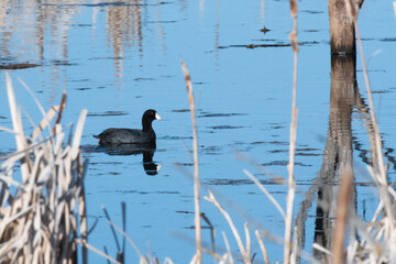 American coot (Fulica americana) on pond