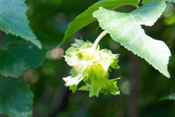 American Hazelnut closeup