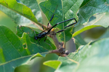 American pelecinid wasp (Pelecinus polyturator) closeup