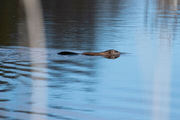 Beaver swim