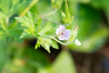 Bicknell's cranesbill (Geranium bicknellii) flower close up
