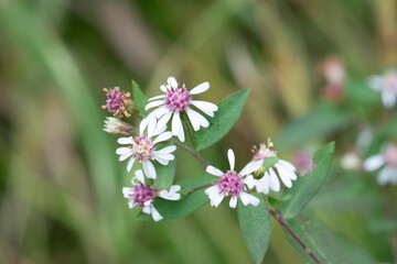 Calico aster (Symphyotrichum lateriflorum) closeup