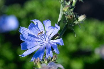 Chicory flower closeup