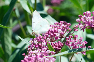 Clouded Sulphur butterfly on marsh milkweed