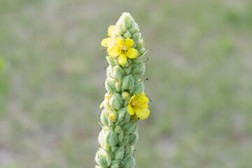 common mullein (Verbascum thapsus) close
