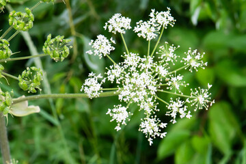 Cow parsley flower cluster closeup