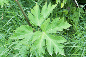 Cow Parsnip (Heracleum maximum) leaf