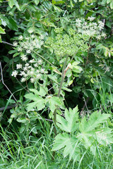 Cow Parsnip (Heracleum maximum) plant