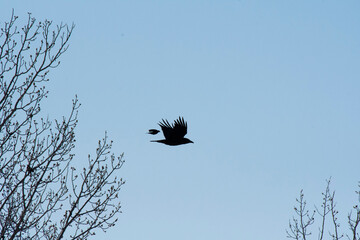 Crow and sparrow silhouette