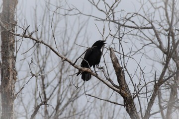 Desolate crow