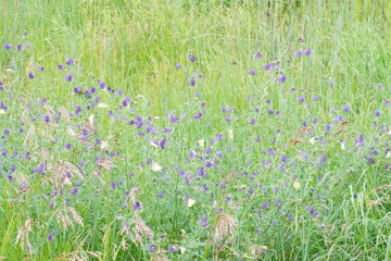 Devil's-bit scabious and butterflies