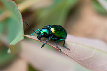 Dogbane beetle front closeup