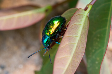 Dogbane beetle (Chrysochus auratus) close up