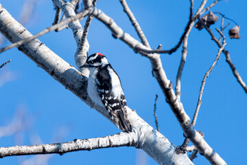 Downey woodpecker male