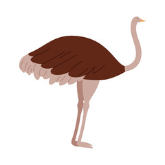 Minimal flat design of an isolated Australian emu bird on white background vector illustration