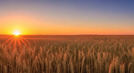 Obraz premium Sunrise over a field of grain, reflecting warmth and beauty of the harvest season