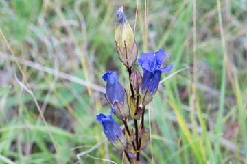 Greater Fringed Gentian plant in bloom