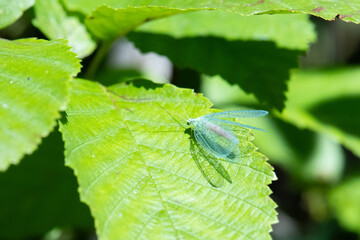 Green lacewing (Chrysoperla carnea) closeup 