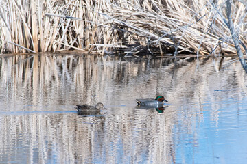 Green-winged Teals swimming